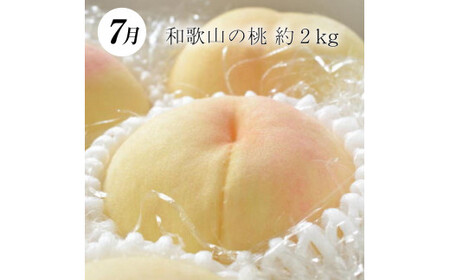 【定期便】【3か月】和歌山産フルーツ定期便！人気の 桃 梨 ピオーネ【tkb114】