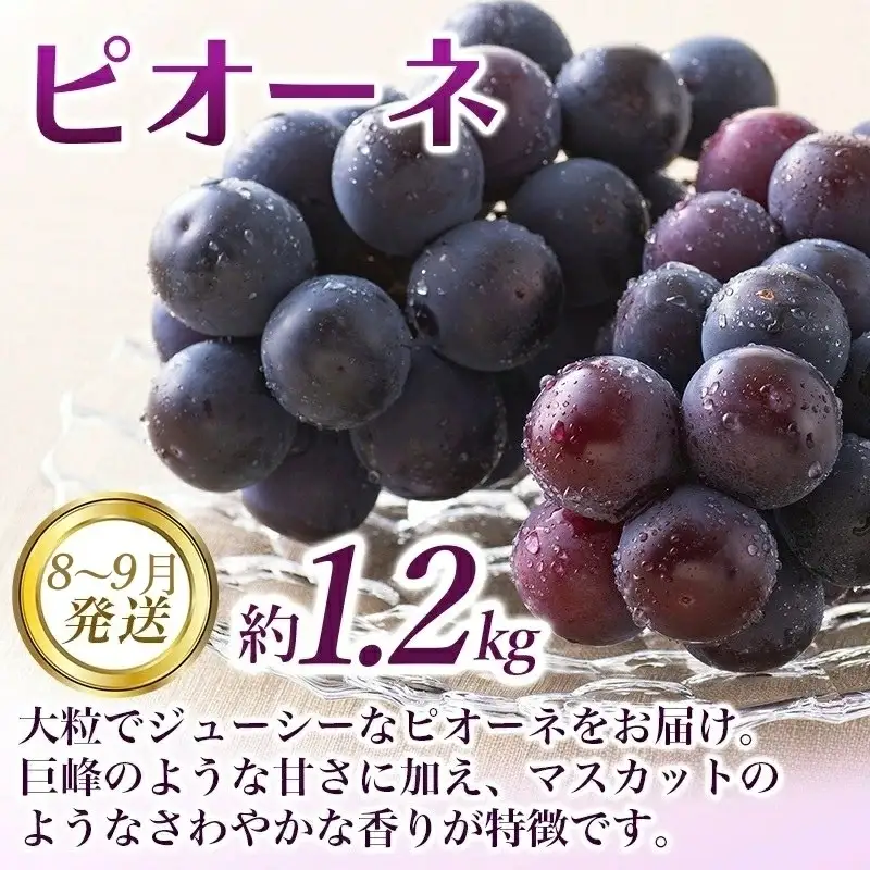 【全3回定期便】和歌山の旬のフルーツ定期便！人気の桃・ピオーネ・梨をお届け♪【tkb306】