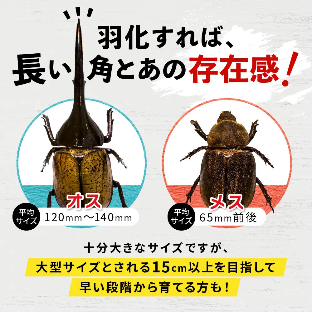 【先行予約】ヘラクレスオオカブト3令幼虫ペア ※育て方の説明書付き※配送不可地域あり【2026年6月から順次発送】