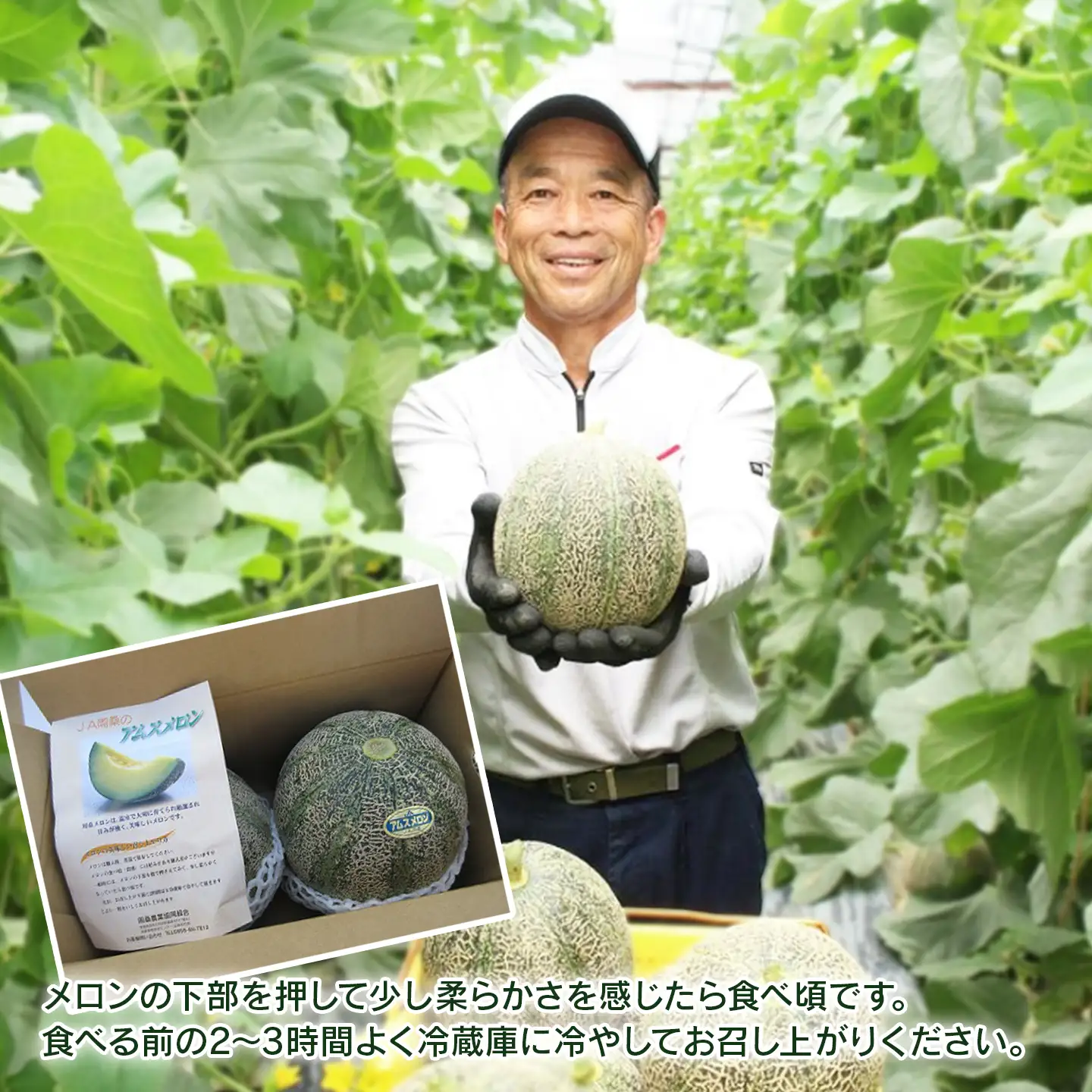 【2026年6月発送】周桑産アムスメロン（秀品）4Lサイズ2玉入 メロン