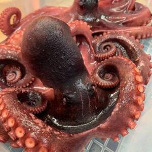 篠島産 茹でだこ 300g ボイルたこ