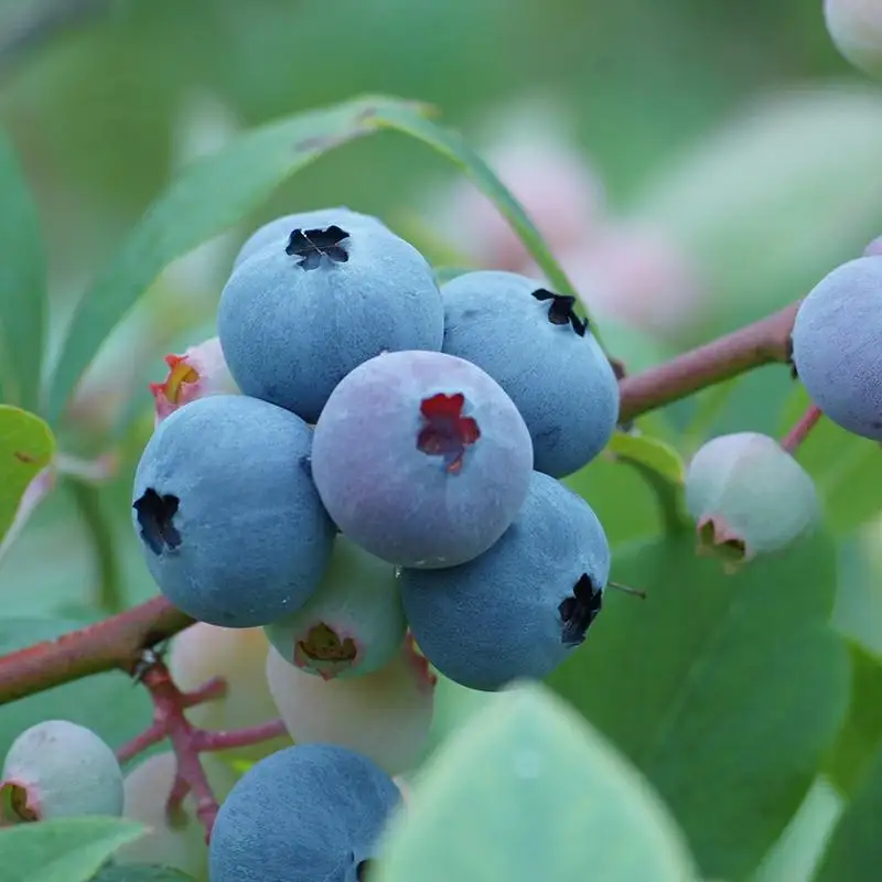 【先行予約】『古代の風』無農薬ブルーベリー１㎏ 冷凍＜23-8a＞