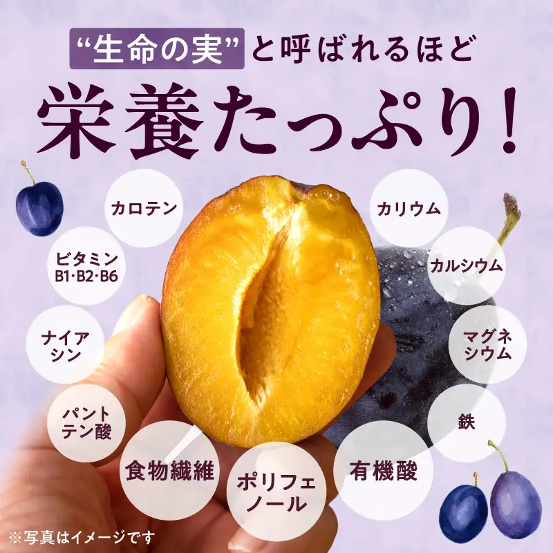 【先行予約：2026年8月中旬より発送】余市の砂川果樹園が贈る【余市の生プルーン】1.6kg_Y033-0040