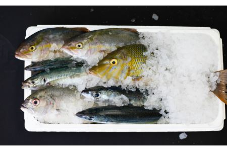 【漁港直送】朝獲れ鮮魚 詰め合わせ 2kg