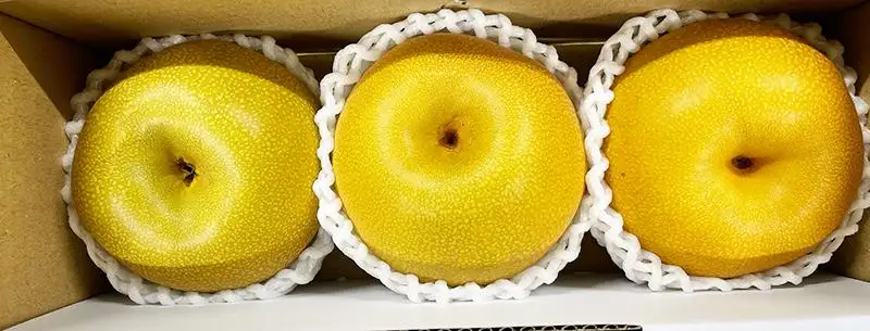ジューシー果汁の紀州有田産の梨　３玉　化粧箱入【先行予約】【2026年8月中旬以降発送予定】