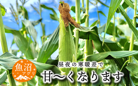 魚沼産 冷凍生とうもろこしと冷凍粒とうもろこしのセット 野菜 国産 日本産 簡単 便利 コーン 冷凍コーン ゴールドラッシュ 新潟県産 食材 食べ物 直送 産地直送 