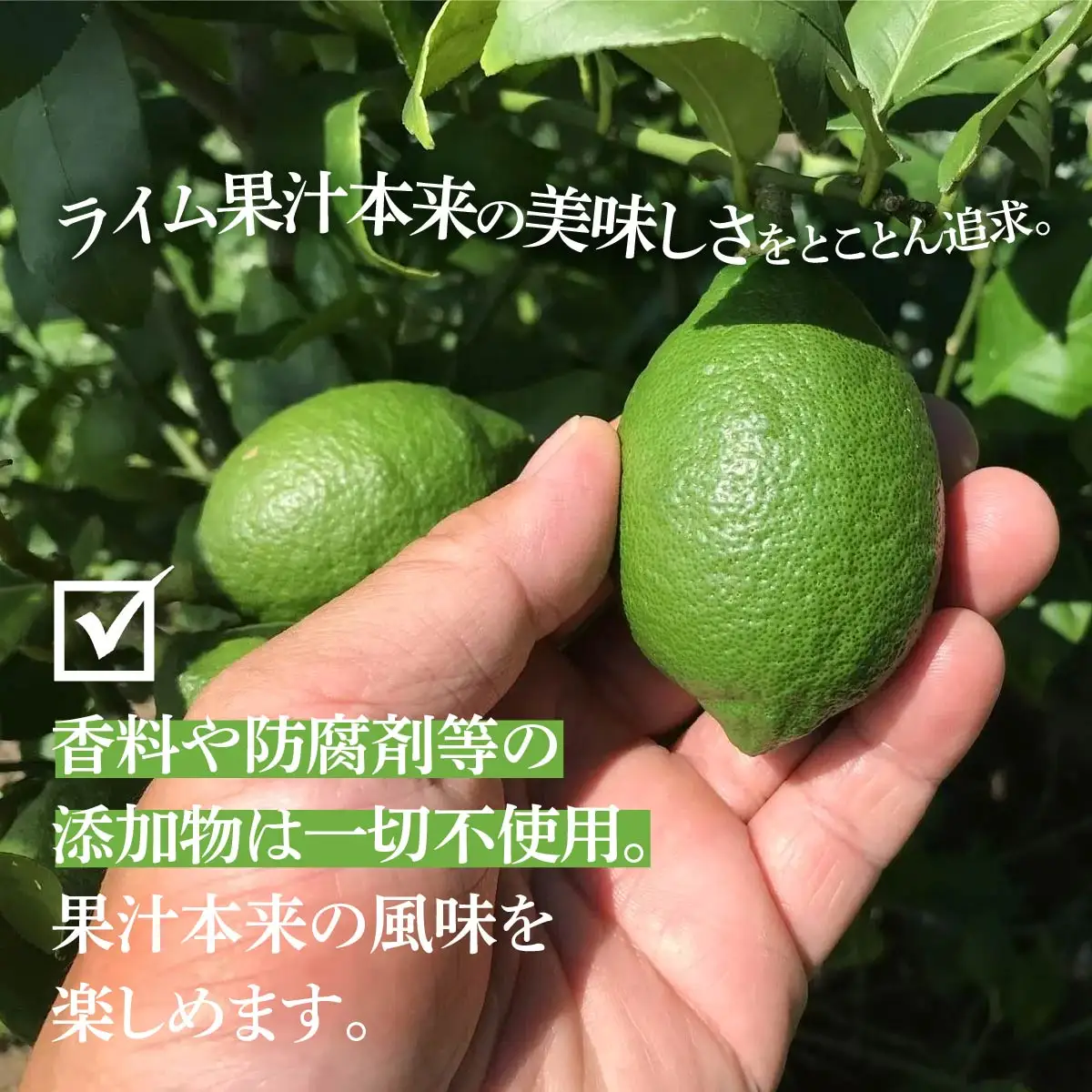 瀬戸内岩城島　ライム果汁　150ml×5本【1123664】