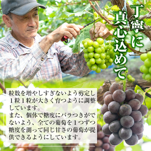 ≪先行予約受付中！2026年8月中旬以降順次発送≫ 訳あり！シャインマスカット(約1.2kg) 国産 九州産 鹿児島産 湧水町 マスカット 葡萄 ぶどう ブドウ 果物 くだもの フルーツ 旬 訳アリ ワケあり 家庭用 種無し 種なし 【大倉野 隆】_y418