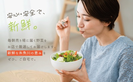 直売所からお届け！旬の野菜セット（8～10品詰め合わせ）JA 新鮮な野菜直送便 糸魚川 新潟 【大根･白菜･春菊･アスパラ菜･しいたけ･ほうれん草･ふきのとう･タラの芽･山菜･にんじん･イチゴ･トマト･きゅうり･ピーマン･ジャガイモ･玉ねぎ･オクラ･枝豆･トウモロコシ･なす･生きくらげ･長ネギ･サツマイモ･里芋】