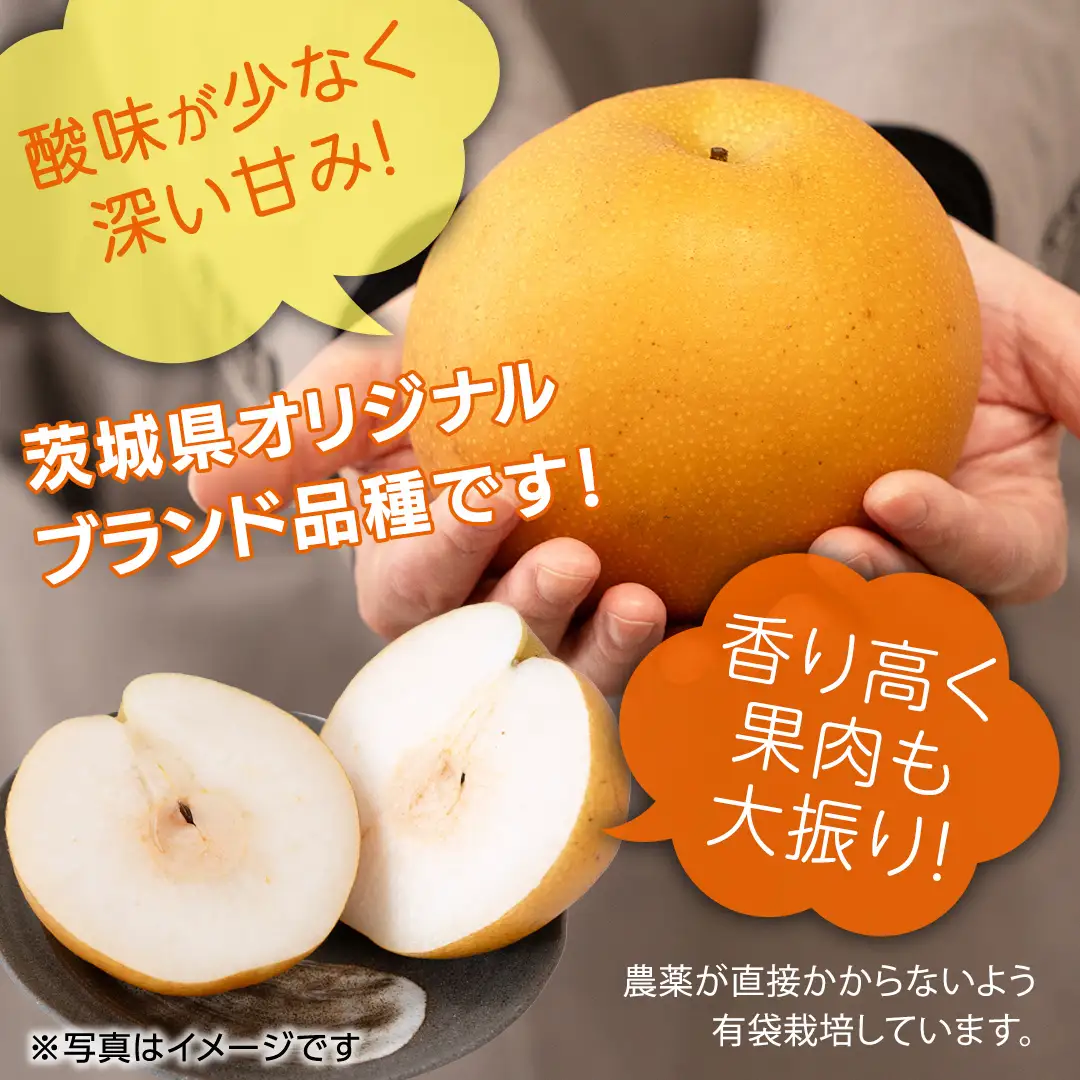 恵水梨 約3kg 4玉～6玉 (茨城県共通返礼品:城里町) 2026年 梨 なし 和梨 フルーツ 甘い オリジナル 大玉 直送 茨城 限定 [CO004sa]