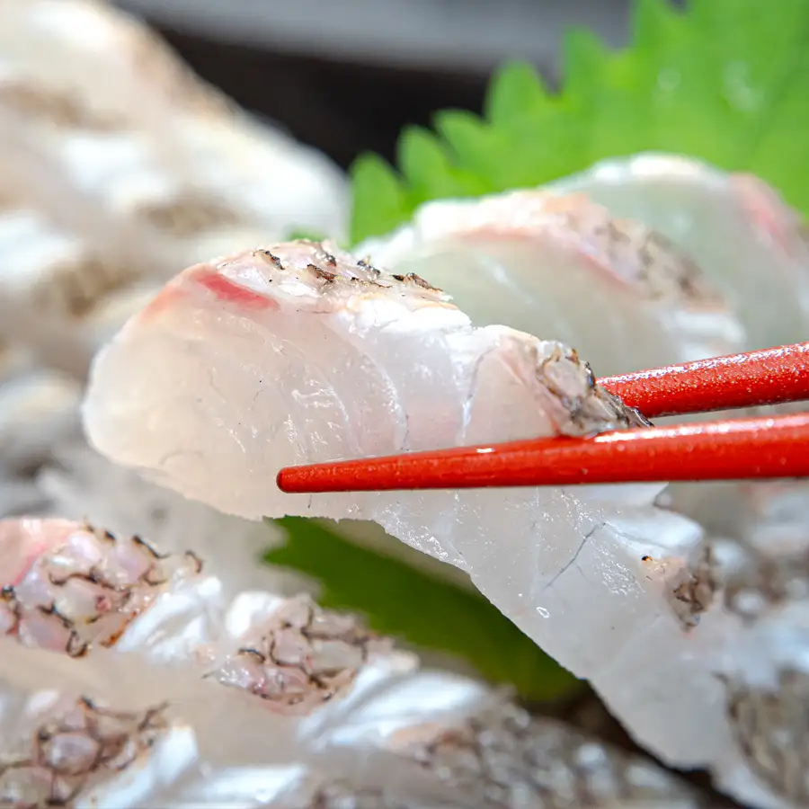 【先行受付】 朝獲れ 真鯛 フィーレ 皮付き 500g以上 刺身 冷蔵 養殖 たい タイ マダイ セット 真空パック 産地直送 当日発送 鮮度抜群 鯛めし 鯛丼 カルパッチョ 塩焼き お取り寄せ ギフト 贈答 はやぶさ水産 高知県 大月町 柏島産