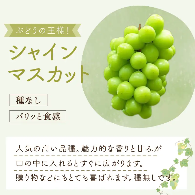 泉州ぶどう シャインマスカット 2房【065D-015】