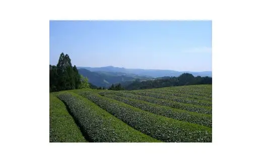 【新茶】ギフト用 八女新茶　八十八夜摘み(特撰)（100g×2袋）【2026年5月発送開始】 茶 緑茶 八女茶 茶葉 縁起物 贈り物 包装 ラッピング 013-007-GFT