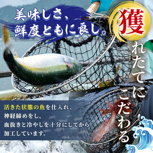 シマアジ 刺身用 ブロック 冷蔵(1匹分・4-5人前)シマアジ しまあじ 神経締め 獲れたて 鮮魚 ブロック 刺身 冷蔵 海の直売所 大分県 佐伯市【AS134】【海べ (株)】