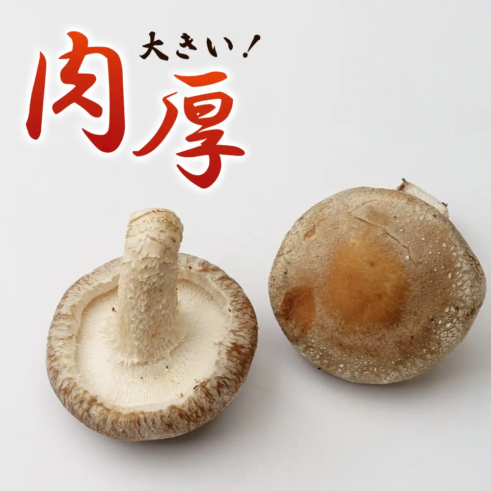 行田産こだわり椎茸セット（生椎茸・干し椎茸） No.005