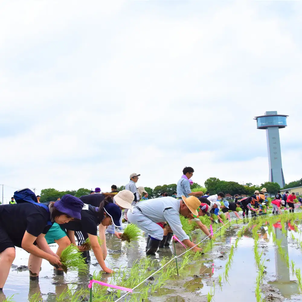 世界最大の田んぼアート田植え・稲刈り参加体験 No.083