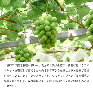 マスカット・ジパング 1房（1kg以上）内田農園 岡山県 瀬戸内市 邑久町産 葡萄 ぶどう 2026年【配達不可：北海道・沖縄・離島】 果物類 フルーツ 