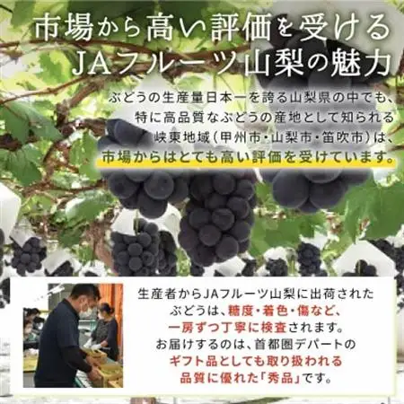 ハウス種無しピオーネ(3～4房)/80【配送不可地域：離島】【1299403】