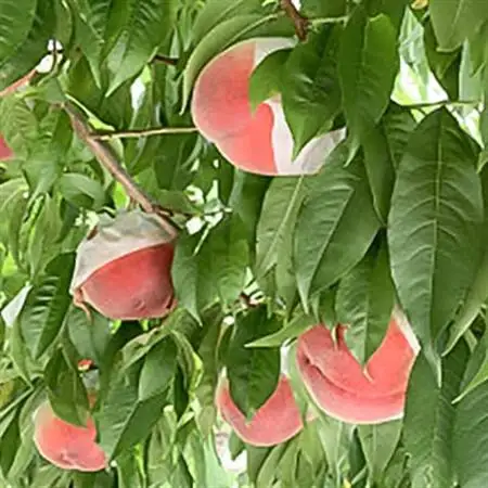 もも(6～8玉)/80【配送不可地域：離島】【1299423】