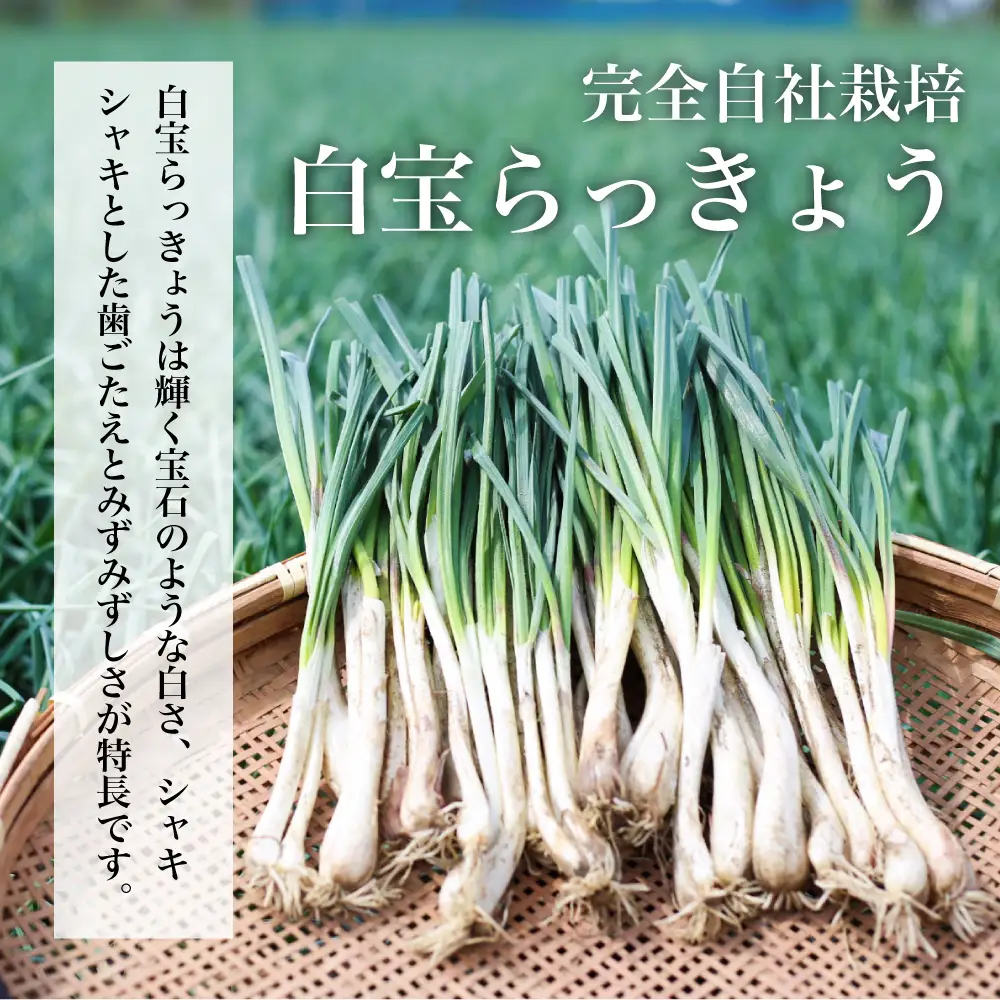 【鹿児島県産】白宝らっきょう 14P（甘酢漬け×7P・しそ漬け7P）