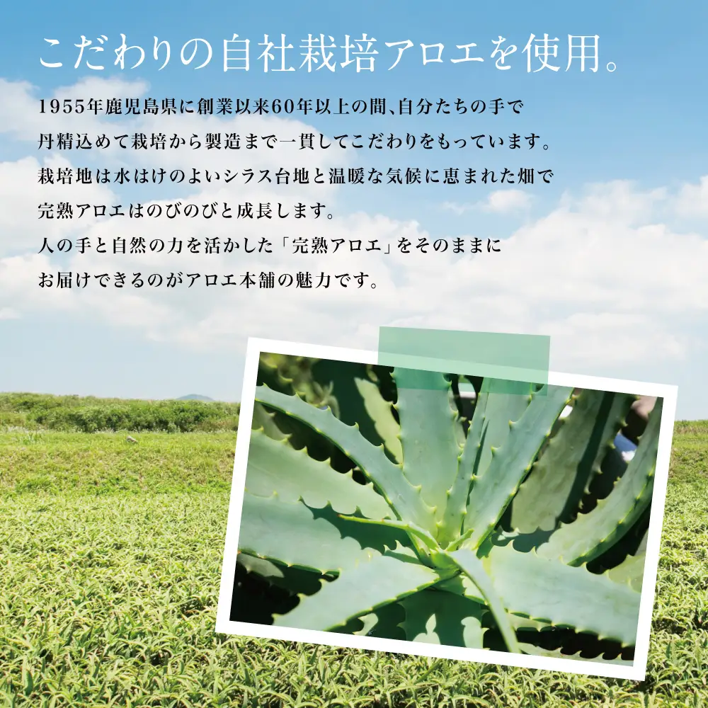 【健康習慣】完熟アロエまるごとカプセル