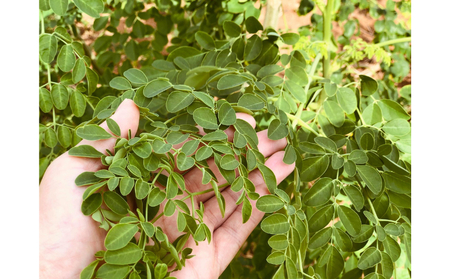 【沖縄ウスリファーム】モリンガ茶ティーパック(大）60g×3袋