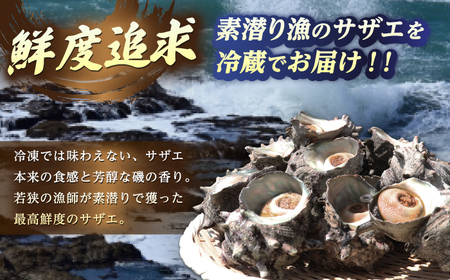 先行予約 2026年6月発送 サザエ 天然 活サザエ 2kg 15～30個 朝獲れ BBQ小浜市 / 桝屋商店【配送不可地域：北海道・沖縄・離島】 [BFAO015] 
