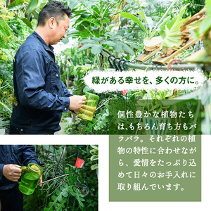 ＜観葉植物＞フィロデンドロン・シルバーメタル(6号) (陶器鉢・受け皿付) 観葉植物 植物 インテリア 開店祝い 移転祝い おしゃれ 室内 ギフト プレゼント オフィス 陶器鉢 受け皿 玄関 小型 個性【m24-14】【アイエヌエー】