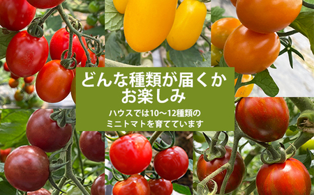 【2026年7月上旬発送開始予定】 岩手県産 こだわり カラフルミニトマト 1.3kg （6種類以上をお届け） ／ ミニ とまと トマト ミニトマト ミディトマト みにとまと 新鮮 夏野菜 旬 旬野菜 季節野菜 期間限定 季節限定 野菜 お野菜 産地直送 農家直送 人気 八幡平市産 国産 おすすめ オススメ 【田村和大】