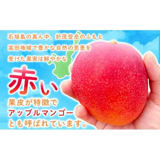 ＜先行予約＞「マンゴー」まるま～さん マンゴー 1kg (2～3玉) (アーウィン種)