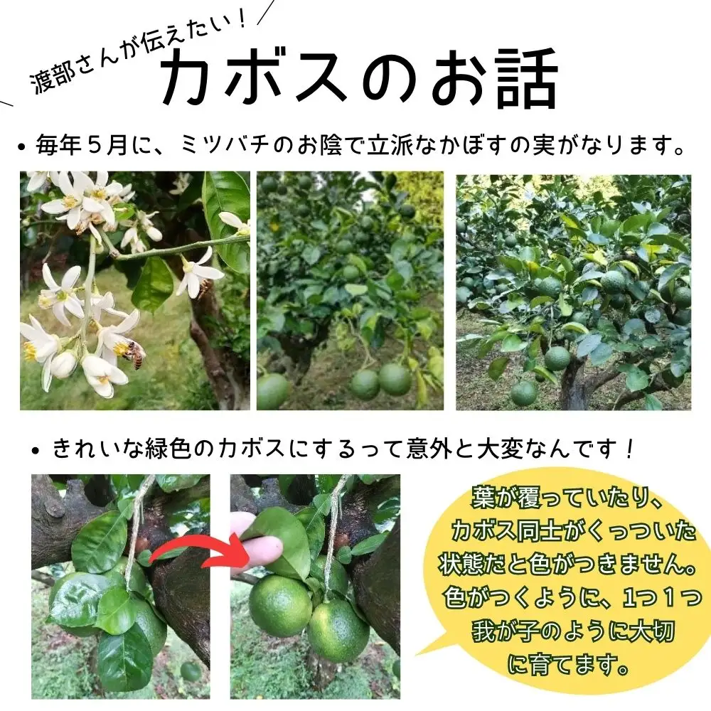 【先行予約】かぼす(4kg) | 豊後高田市 かぼす