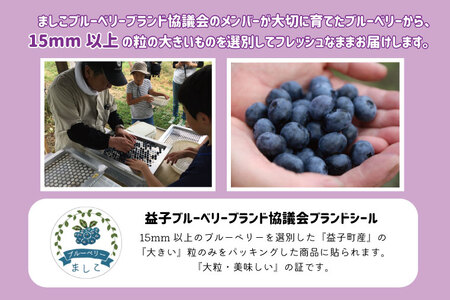 ＼数量限定／【先行予約】 益子町産 フレッシュブルーベリー 1.2kg (300g×4パック) | ブルーベリー  順次発送 フルーツ 新鮮 旬 期間限定  ハイブッシュ系 大粒 ジューシー スムージー (AA019-1)