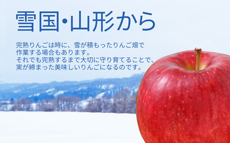 サンふじりんご 3kg (10～12玉) 山形県産 ギフト箱入り 《先行予約 2026年11月中旬から発送開始》 りんご リンゴ 林檎 デザート フルーツ 果物 くだもの 果実 食品 山形県 FSY-0617