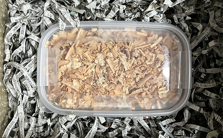 ヘラクレス 尾花沢市産 昆虫の王様 ヘラクレスオオカブト カブトムシ オス 成虫 1匹 約150mm (山形県産 )kb-blham150