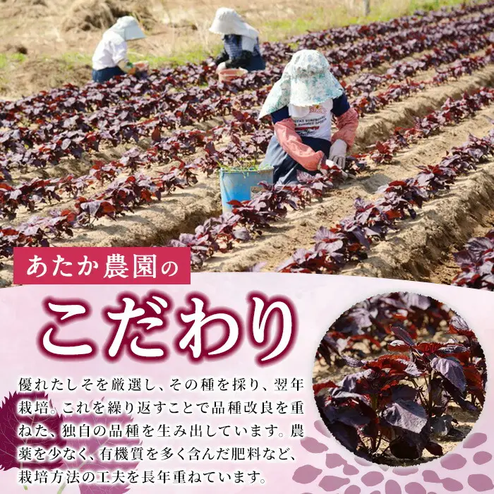 ＜先行予約受付中！2026年6月上旬より順次発送予定＞ 福岡県芦屋町特産 赤しそ (計1kg・250g×4束) 紫蘇 シソ あかしそ 赤しそ 芦屋町産 しそジュース 葉 手作り 手づくり 野菜 やさい 生鮮品 【朝ごはん本舗】as05-066