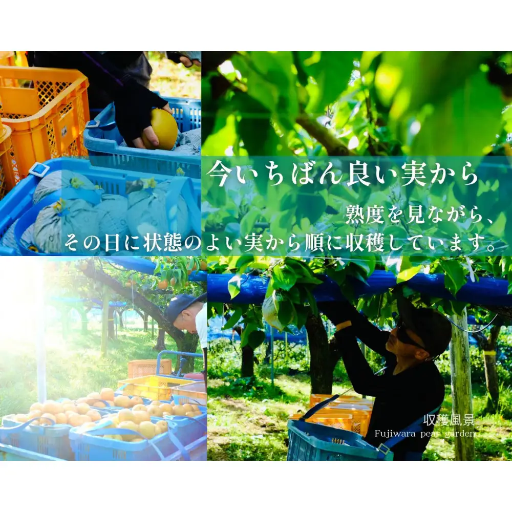 【晴れ箱】由布市産 庄内梨 約5kg｜旬のおまかせ便・樹上完熟・農家直送・期間限定｜庄内梨の藤原