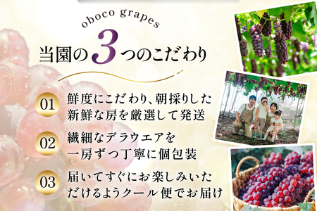 【期間限定発送】 ぶどう デラウェア 8～12房 約 1.5kg 朝採り [oboco grapes 山形県 高畠町 tk06ayt250002]
