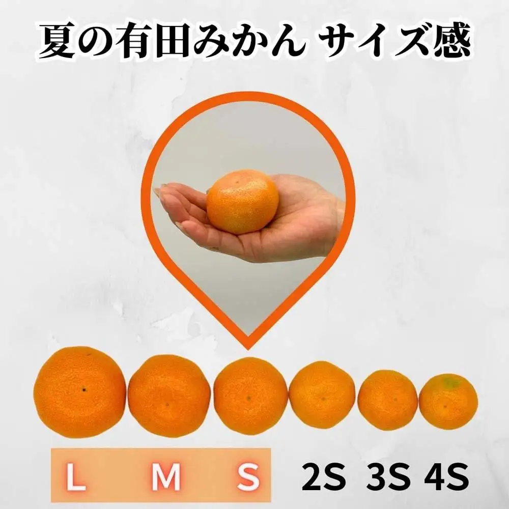 【5月出荷予定】ハウスみかん 温室栽培 夏の有田みかん 2kg 秀品 S・M・Lサイズのいずれか  和歌山県 産地直送 みかんの会