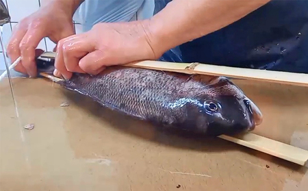 鯛の浜蒸し（約50cm 1.7kg） 魚貝類 魚介類 蒸し鯛 正月料理 進物用 縁起物 お祝い イベント 食べ物 食材 魚 魚料理 加工品 魚の加工品 