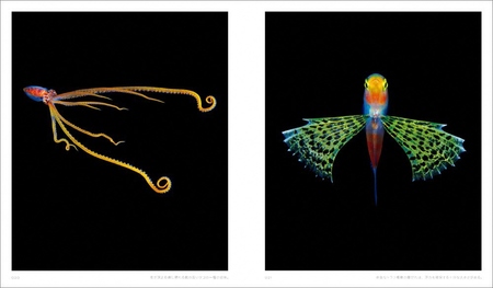 清水町ふるさと大使　海洋生物写真家　峯水亮氏の著書『 Jewels in the night sea　神秘のプランクトン』