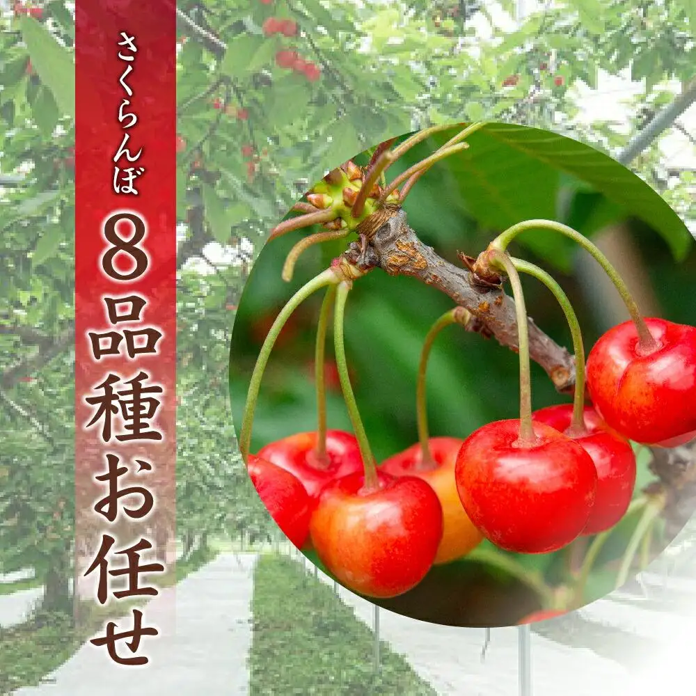 【先行予約】農家直送！ 品種お任せ  Lサイズ バラ詰め1kg（500g×2）（2026年6月末から）水澤果樹園 | さくらんぼ さくらんぼ_01179