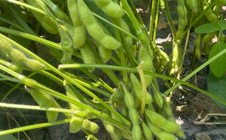 【2026年6月中旬より順次発送】枝豆 静岡県産 茶豆風味 えだまめ 1kg【配送不可：北海道・沖縄・離島】 野菜 豆類 つまみ お酒のあて ビールのおつまみ 直送 食べ物 朝どり枝豆 程よい香り 甘み