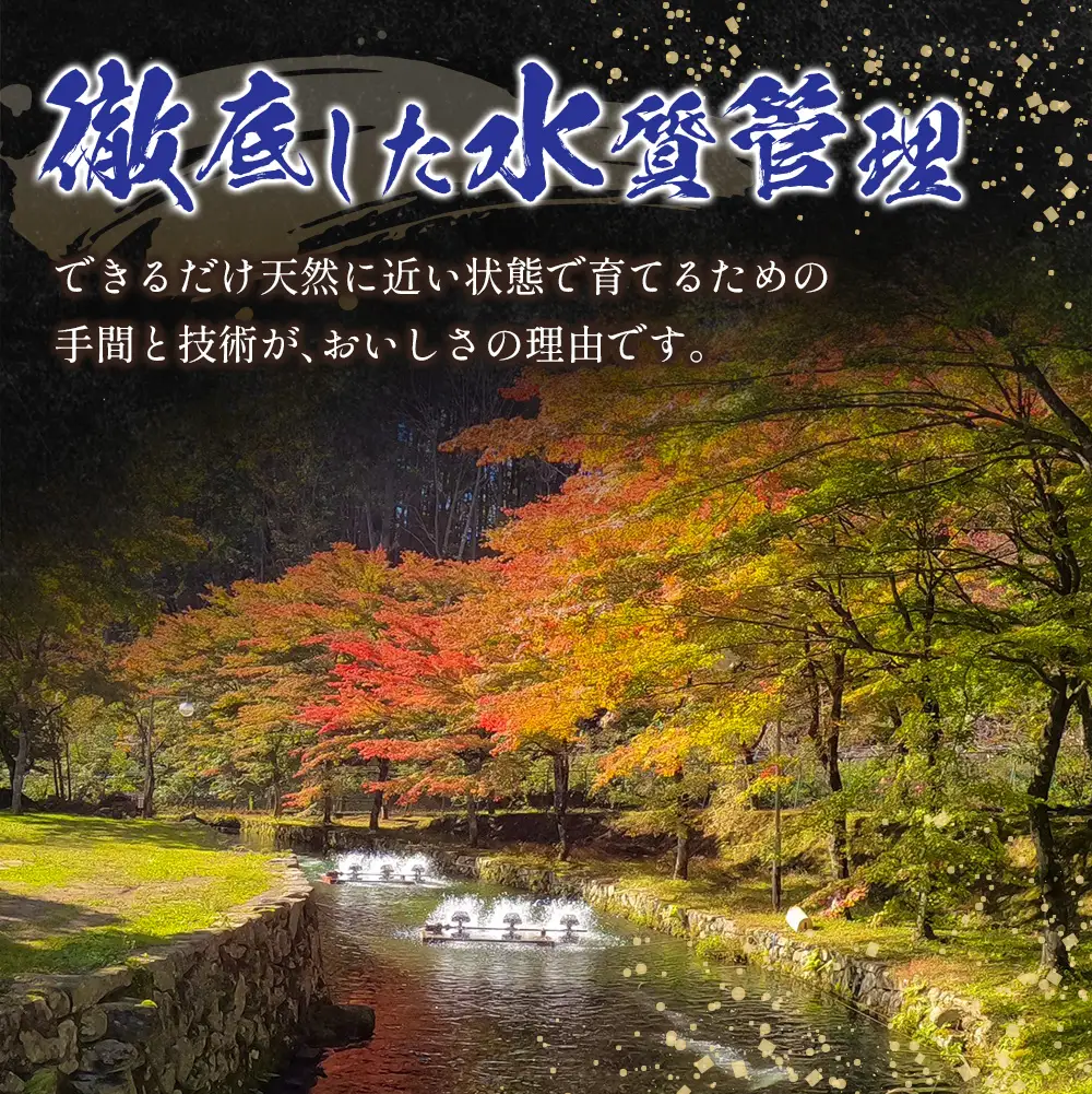 「渓流の女王」芸北アマゴ　5尾セット_OG065_001