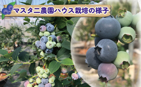 ブルーベリー500g マスタニ農園 ベリー F014-136001