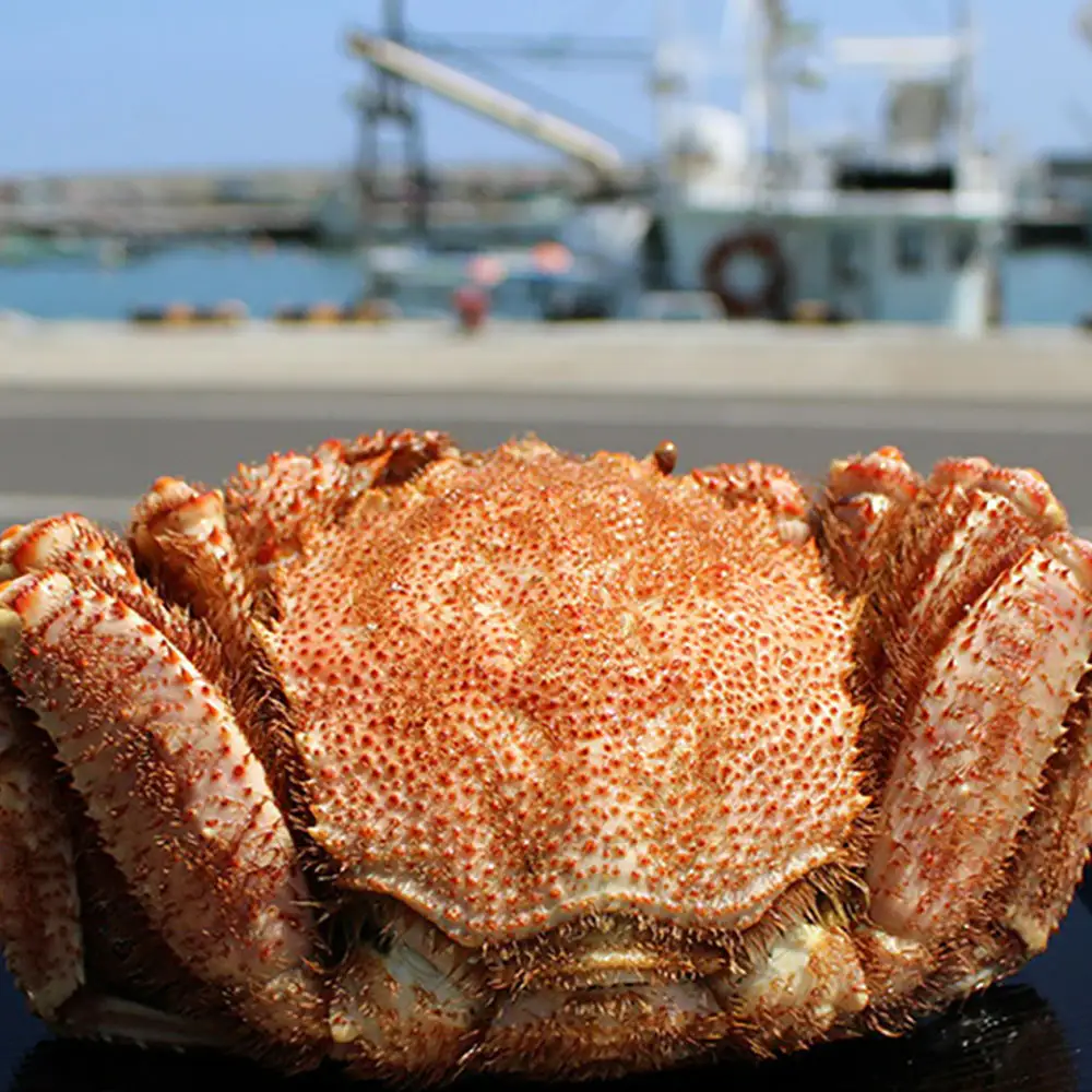 北海道雄武町産メガサイズ！毛ガニ(冷凍)1kg前後×1尾【1237802】