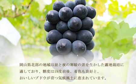 ぶどう 2026年 先行予約 ブラックビート 約400g×2房