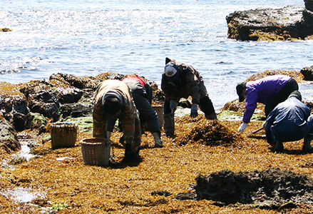 【宮崎商店】天然100％『マルキの房州ひじき』セット（大）　[0012-0080]