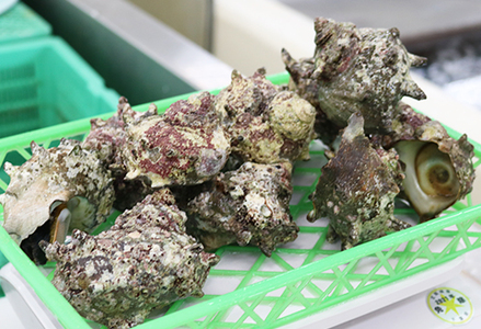 【漁協直送！】房州黒潮育ち『天然 活サザエ』1.5kg以上（8～12個）　《期間限定》《数量限定》《配送日指定OK》《配送指定 令和8年5月末日まで》さざえ 栄螺 刺身 活魚 [ウオポート][0017-0028] [0017-0028]