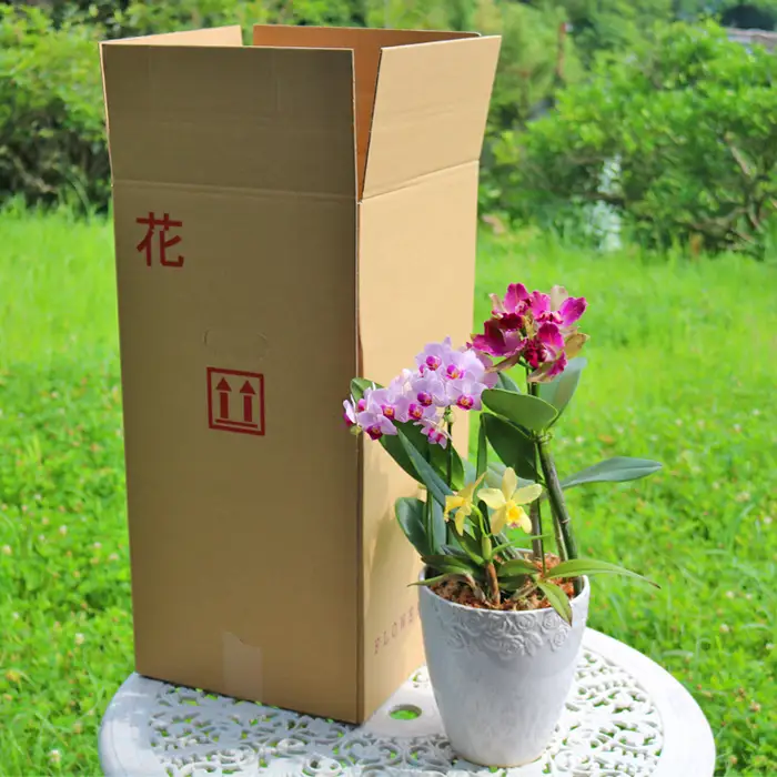 【大場蘭園】鴨川発季節の洋蘭寄せ植え(中)  [0020-0058]