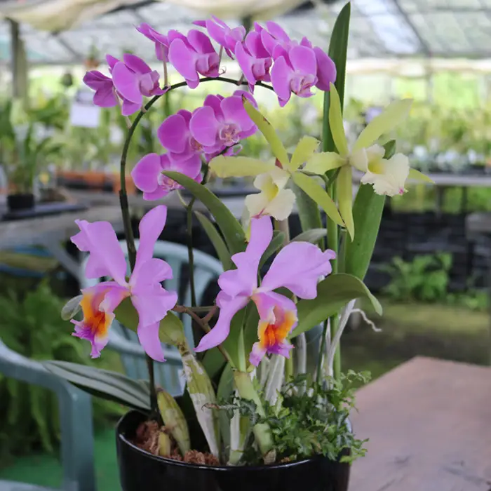 【大場蘭園】鴨川発季節の洋蘭寄せ植え(大)  [0030-0084]